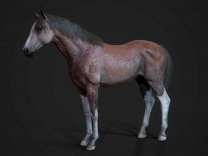 Horses - stallions 3D Модель