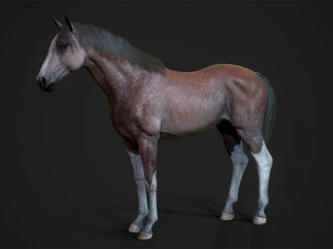 馬 - 種牡馬 3Dモデル