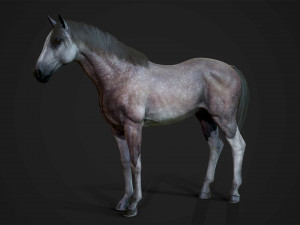 Horses - stallions 3D Модель