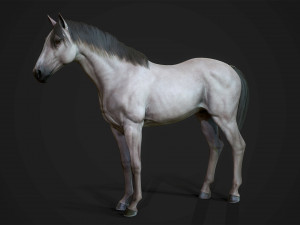 Horses - stallions 3D Модель