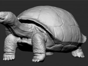 tortue des Galapagos - sculpter Modèle 3D