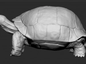 tortue des Galapagos - sculpter Modèle 3D