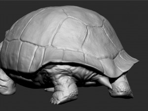 galapagos tortoise - sculpt Modelo 3D