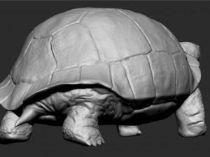 galapagos tortoise - sculpt Modelo 3D
