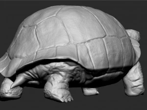 tortue des Galapagos - sculpter Modèle 3D