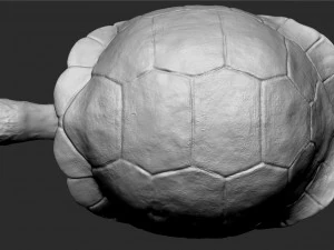 tortue des Galapagos - sculpter Modèle 3D