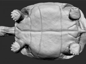 tortue des Galapagos - sculpter Modèle 3D