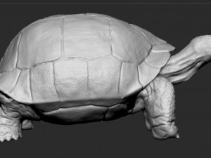 tortue des Galapagos - sculpter Modèle 3D