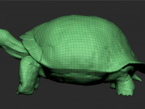 tortue des Galapagos - sculpter Modèle 3D