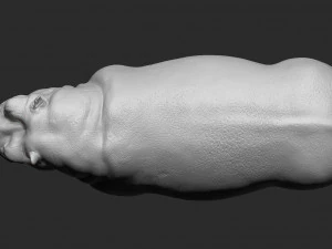 hippopotamus - sculpt 3D Model