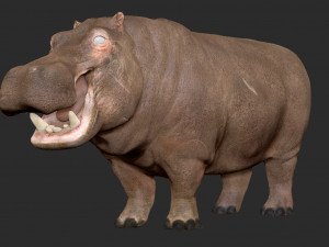 hippopotamus - sculpt Modello 3D