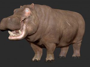 hippopotamus - sculpt 3D Model