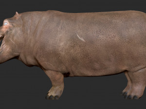 hippopotamus - sculpt Modello 3D