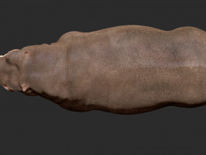 hippopotamus - sculpt Modello 3D