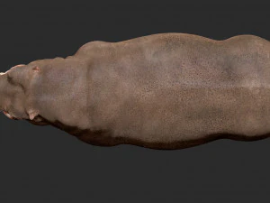 hippopotamus - sculpt 3D Model