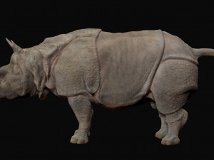 Indian rhinoceros - sculpt 3D Model