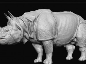Indian rhinoceros - sculpt 3D Model