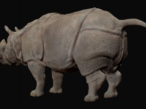 Indian rhinoceros - sculpt 3D Model