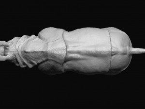 Indian rhinoceros - sculpt 3D Model