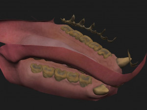 Indian rhinoceros - sculpt 3D Model