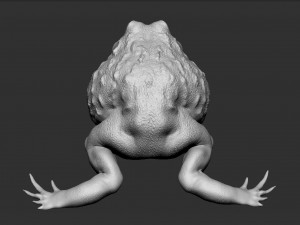 pixie frog - sculpt Modelo 3D