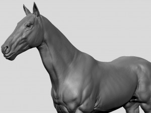 realistic horse - sculpt 3Dモデル