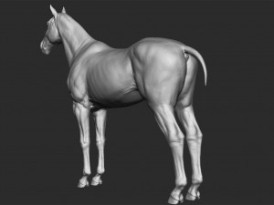 realistic horse - sculpt 3Dモデル