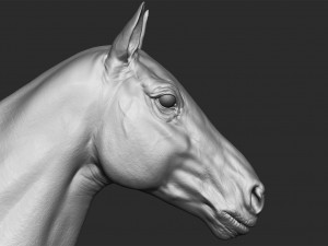 realistic horse - sculpt 3Dモデル