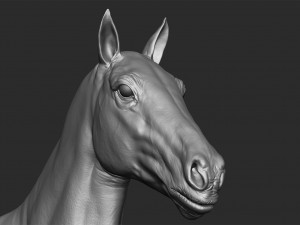realistic horse - sculpt 3Dモデル