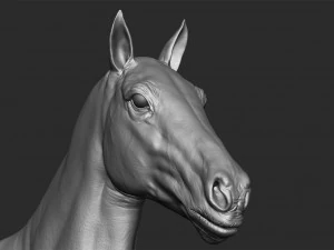 realistic horse - sculpt 3D Model