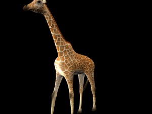 girafee 3D मॉडल