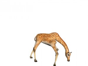 girafee 3D मॉडल