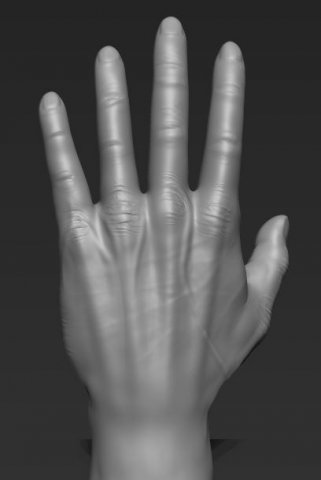 human hand 3D मॉडल .c4d .max .obj .3ds .fbx .stl .blend 