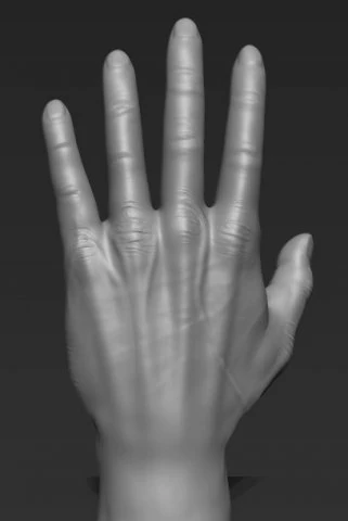human hand 3D Model .c4d .max .obj .3ds .fbx .stl .blend 