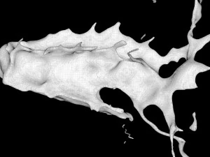 스플래시5 3D 모델