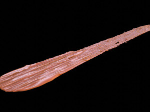 Paint Smear 1 3D Model