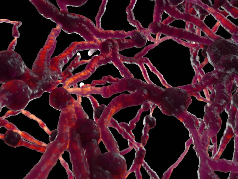 Organic Tissue 3D Model