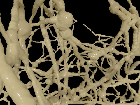 Organic Tissue 3D Model