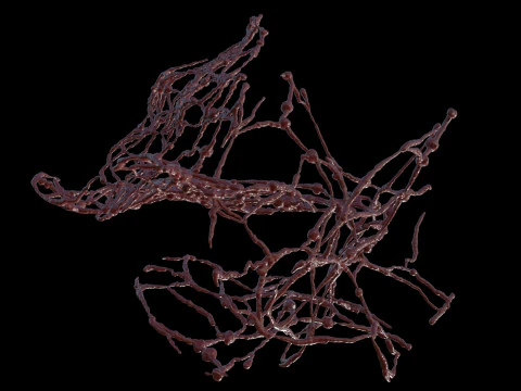 Organic Tissue 3D Model