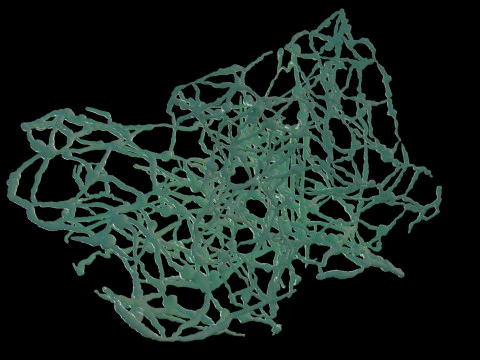 Organic Tissue 3D Model