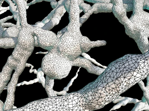 Organic Tissue 3D Model
