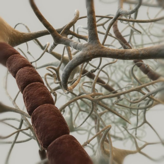 closed neural network 3d model 3D Model .c4d .max .obj .3ds .fbx .stl .blend 