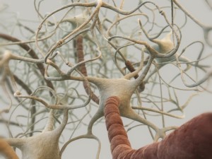 closed neural network 3d model 3D Model