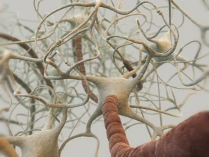 closed neural network 3d model 3D Model