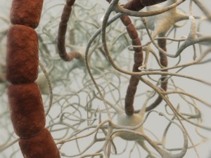 closed neural network 3d model Model 3D