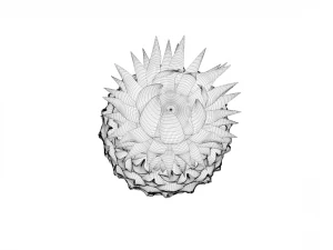 pineapple 3D Model