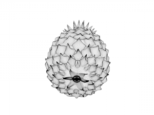 pineapple 3D Model