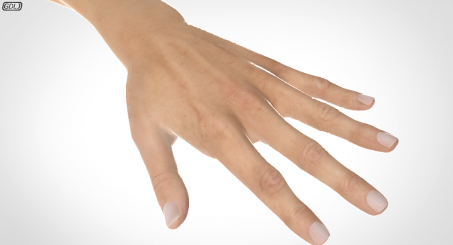 hand realistic Model 3D .c4d .max .obj .3ds .fbx .stl .blend 