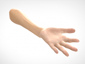 hand realistic Model 3D
