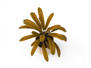houseplants Model 3D